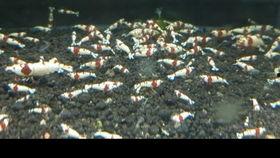 开缸养水教程视频,从入门到精通的实用指南