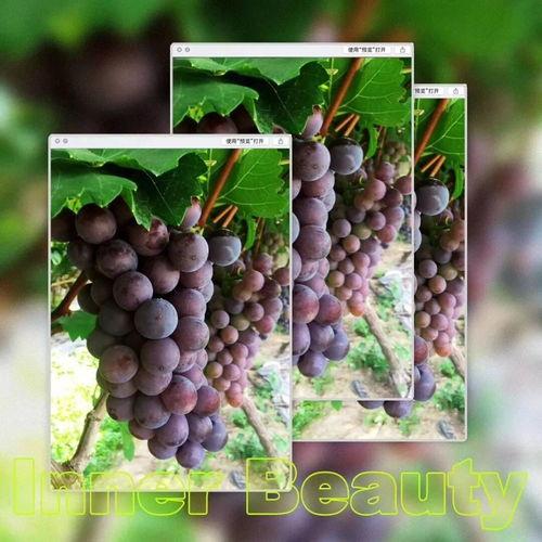 葡萄 视频,探寻葡萄种植与品鉴的奥秘