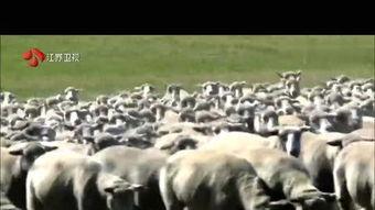 虐羊视频,揭开残忍背后的真相